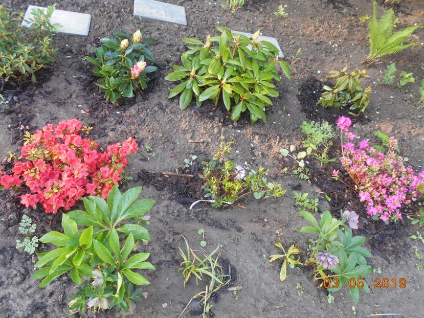  - 2Azalee-rhododendroni-hortensii-hoste 2019