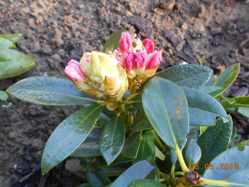 Percy Wiseman - 2Azalee-rhododendroni-hortensii-hoste 2019