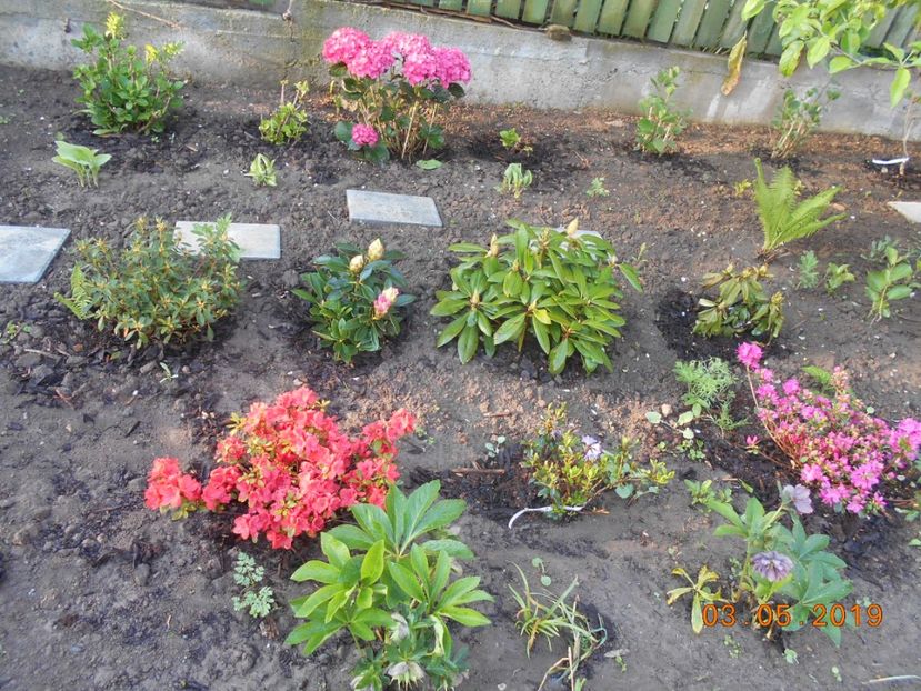  - 2Azalee-rhododendroni-hortensii-hoste 2019