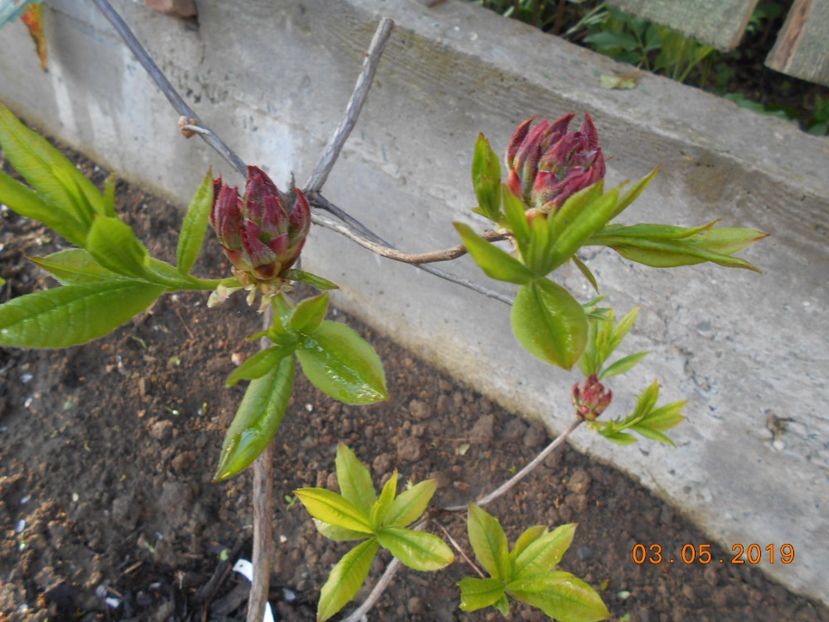 Gibraltar - 2Azalee-rhododendroni-hortensii-hoste 2019