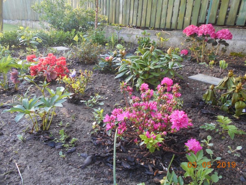  - 2Azalee-rhododendroni-hortensii-hoste 2019
