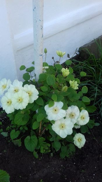  - Clematis Guernsey Cream