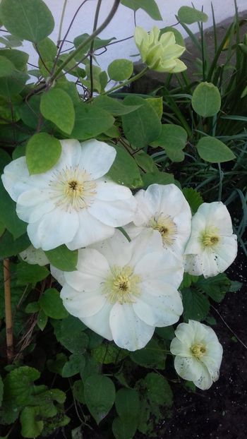  - Clematis Guernsey Cream