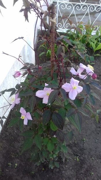  - Clematis Montana Mayleen