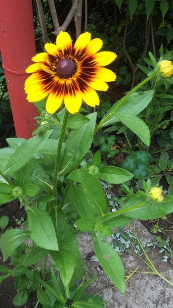  - Flori diverse 2018