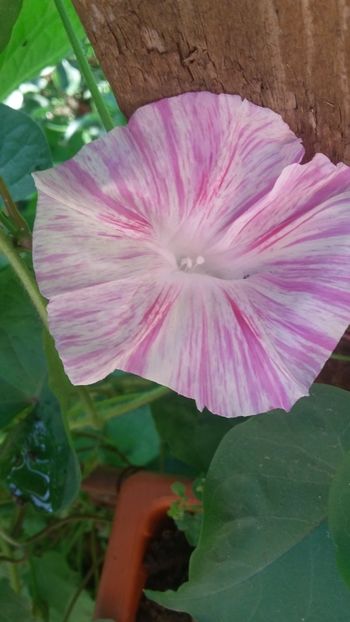  - Flori diverse 2018