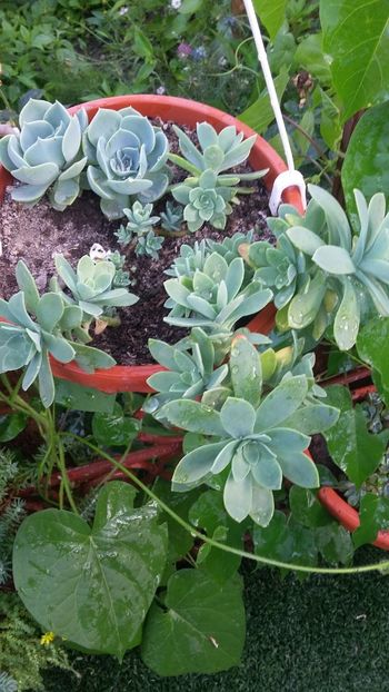  - Flori diverse 2018