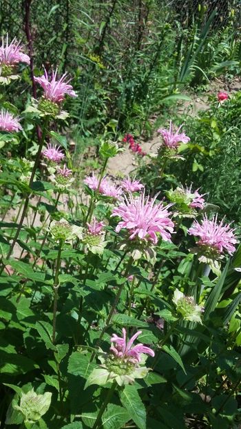  - Flori diverse 2018