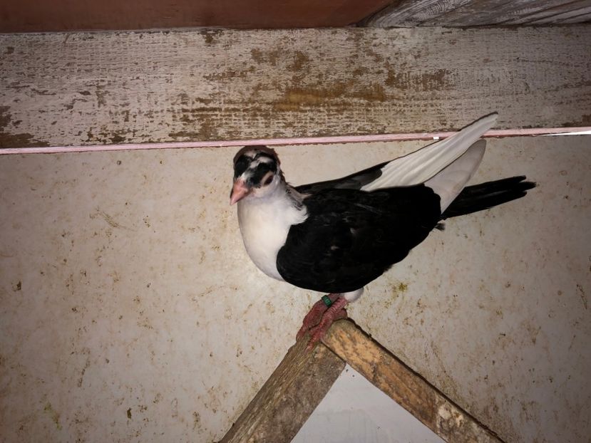 6833  femelă  2019 - Plecați ALBUM 2