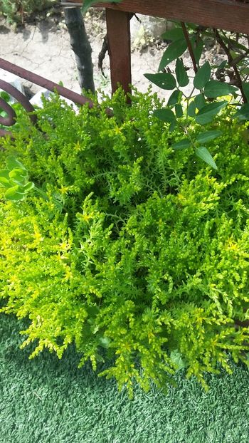  - Flori diverse 2018