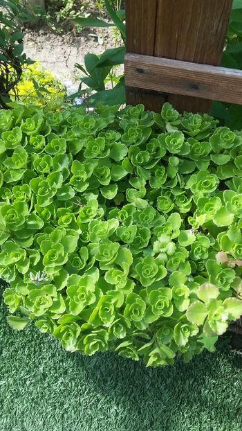  - Flori diverse 2018