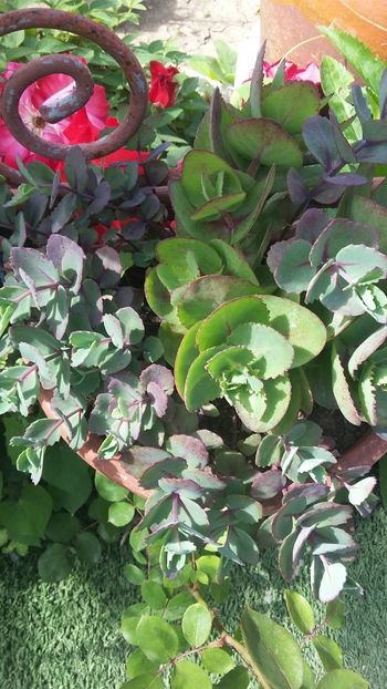  - Flori diverse 2018