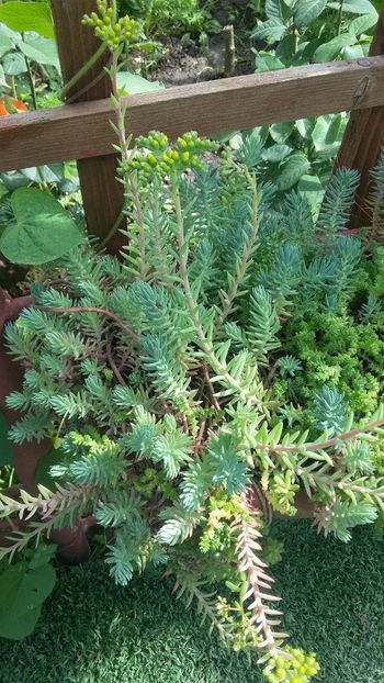  - Flori diverse 2018