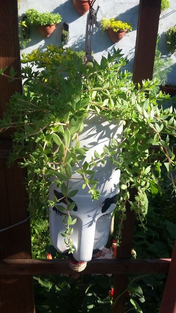  - Flori diverse 2018