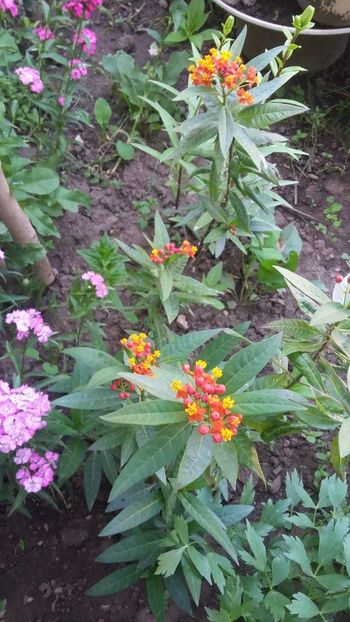  - Flori diverse 2018