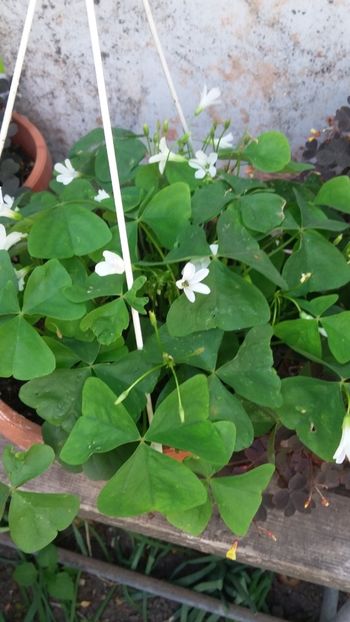  - Flori diverse 2018