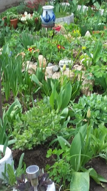  - Flori diverse 2018