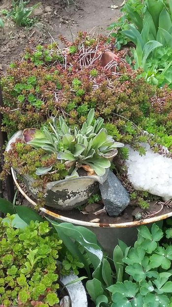  - Flori diverse 2018