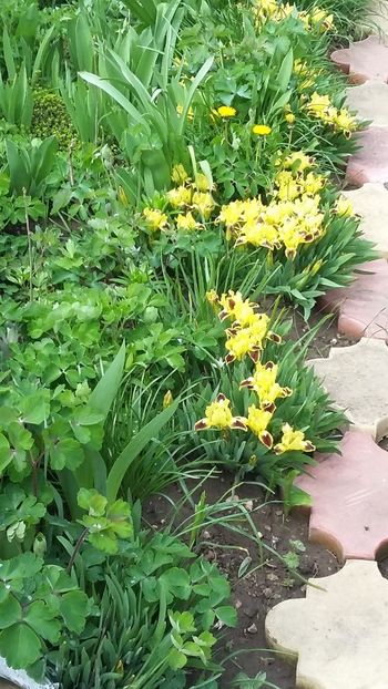  - Flori diverse 2018