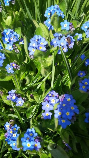  - Flori diverse 2018