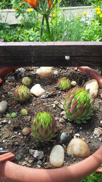  - Flori diverse 2018