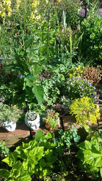  - Flori diverse 2018