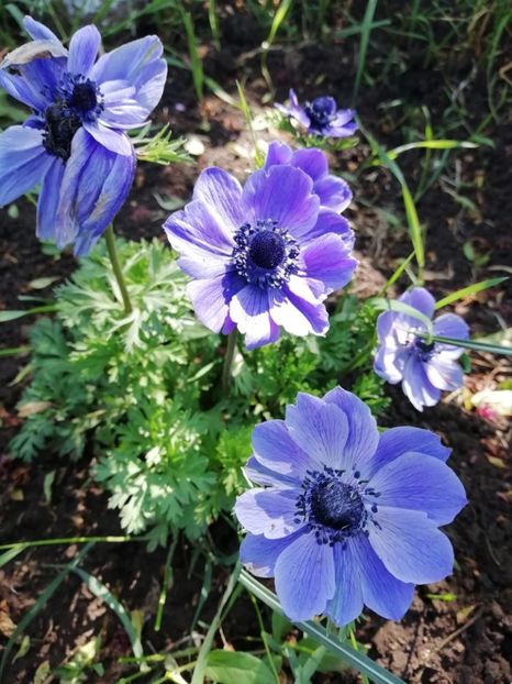 3.05 - gradina 2019