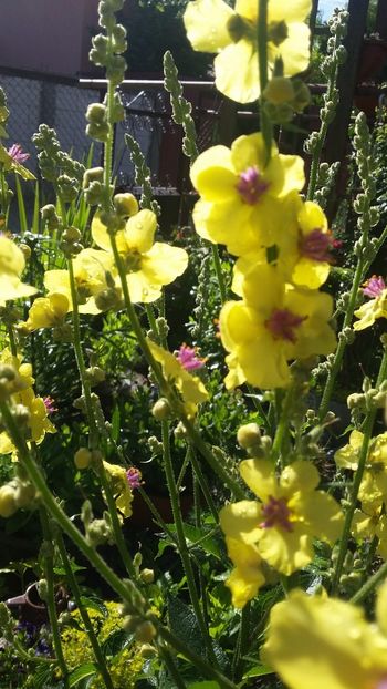  - Flori diverse 2018