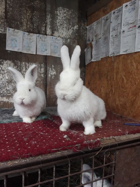  - TINERET NEO ALB 2019