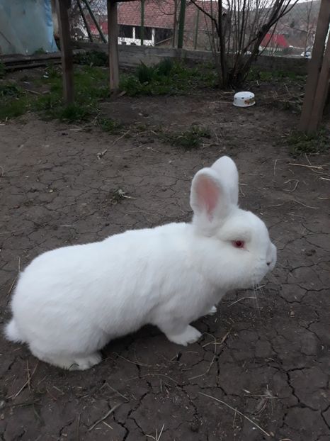  - TINERET NEO ALB 2019