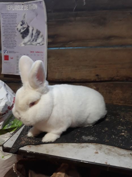  - TINERET NEO ALB 2019