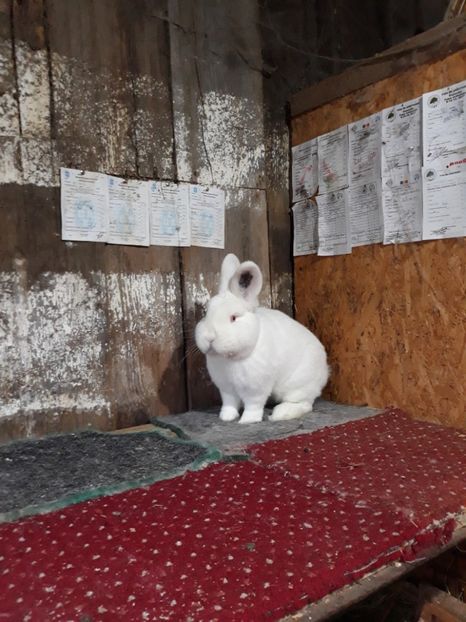  - TINERET NEO ALB 2019