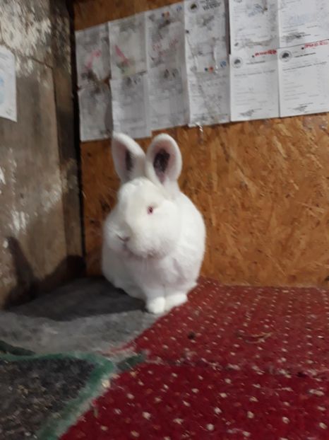  - TINERET NEO ALB 2019