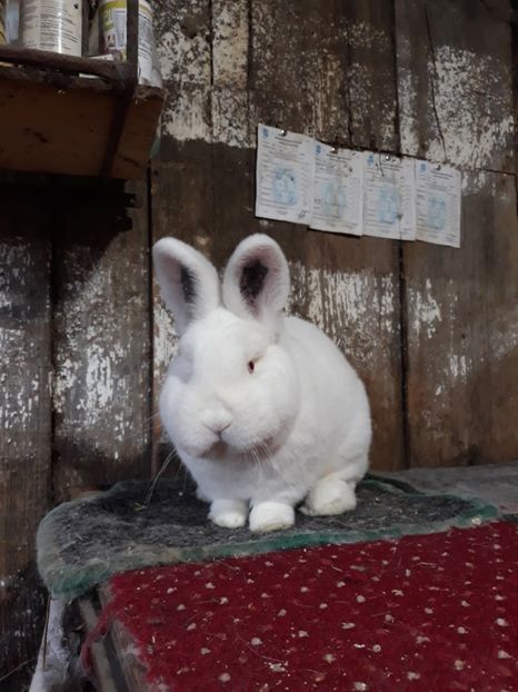  - TINERET NEO ALB 2019