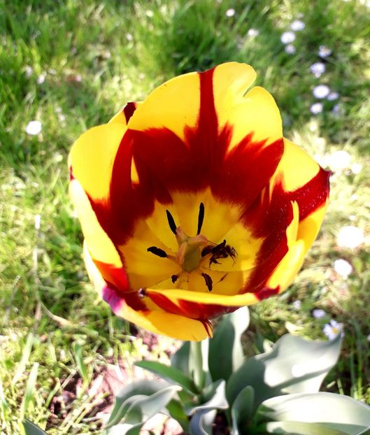  - AAAA_LALELE 2019_2020_2022_2023