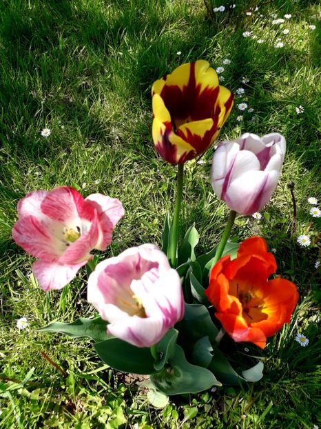  - AAAA_LALELE 2019_2020_2022_2023