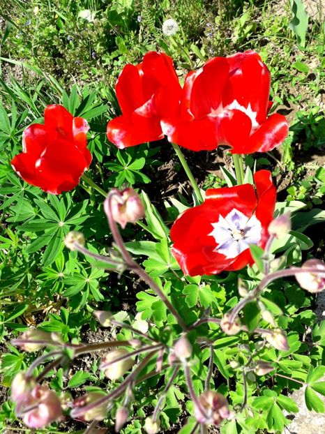  - AAAA_LALELE 2019_2020_2022_2023