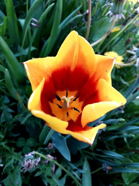  - AAAA_LALELE 2019_2020_2022_2023