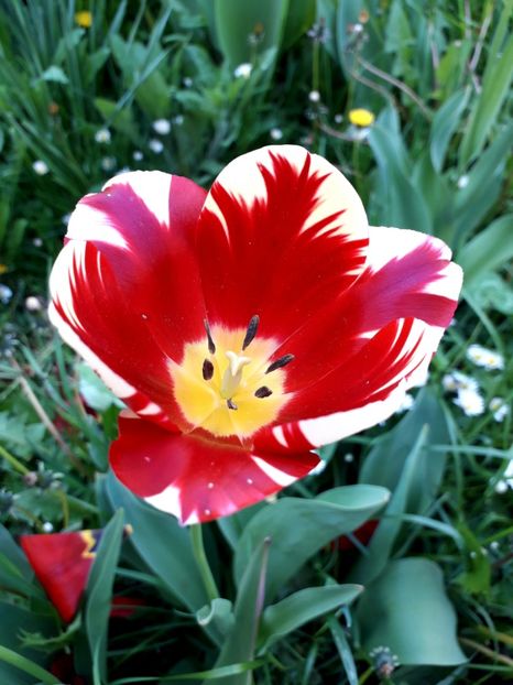  - AAAA_LALELE 2019_2020_2022_2023