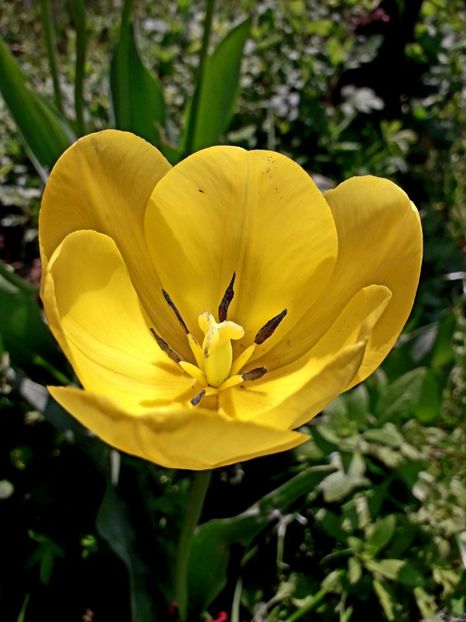  - AAAA_LALELE 2019_2020_2022_2023