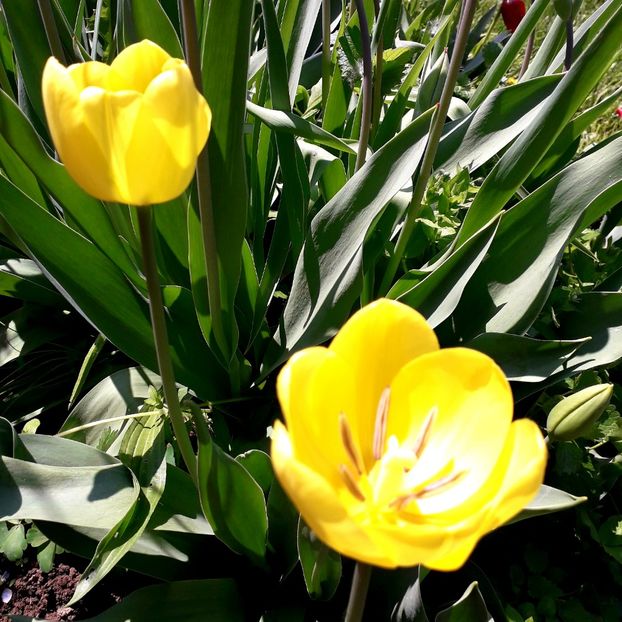  - AAAA_LALELE 2019_2020_2022_2023