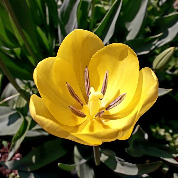  - AAAA_LALELE 2019_2020_2022_2023