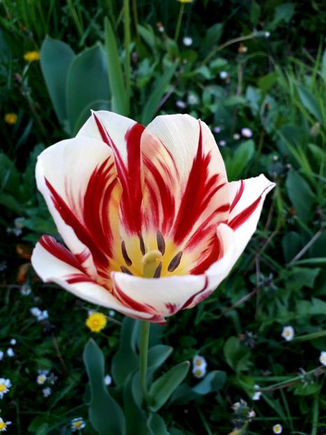  - AAAA_LALELE 2019_2020_2022_2023