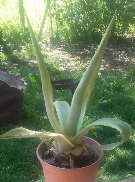 1 Agava americana variegata 150 lei - De vanzare