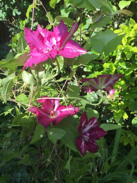 VIVA polonia - Clematite 2019