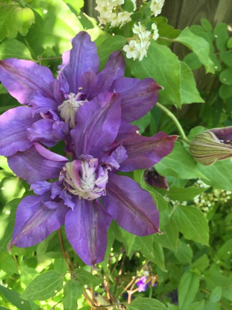 Vyvyen pennell - Clematite 2019