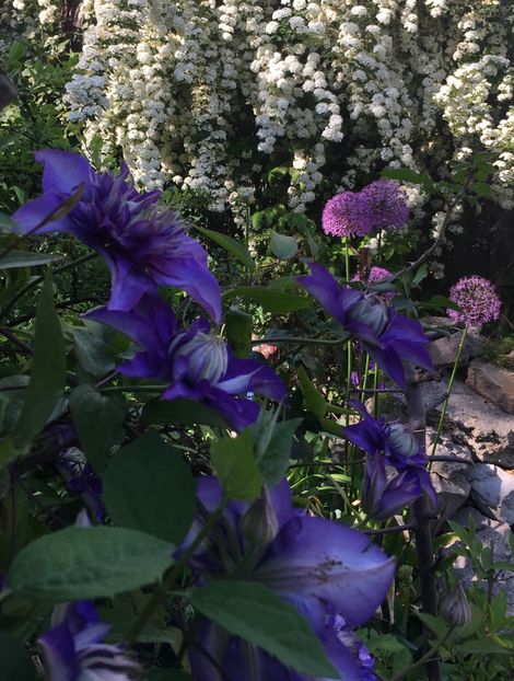 24127A29-4C5E-426B-9D87-1C5408A694BD - Clematite 2019