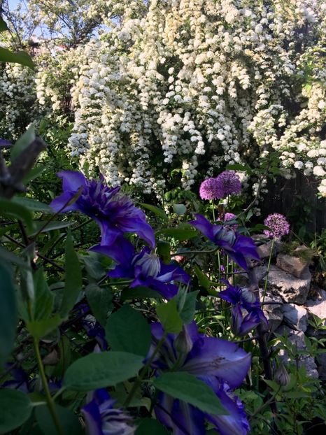 DFA03624-2AF8-4F85-ADAF-EE27FAB783DA - Clematite 2019