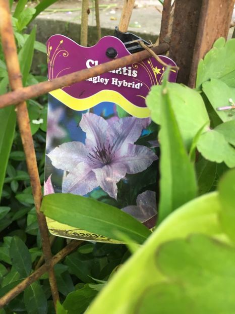 5DB68650-5D28-48BC-9B93-0C7B91AFB655 - Clematite 2019