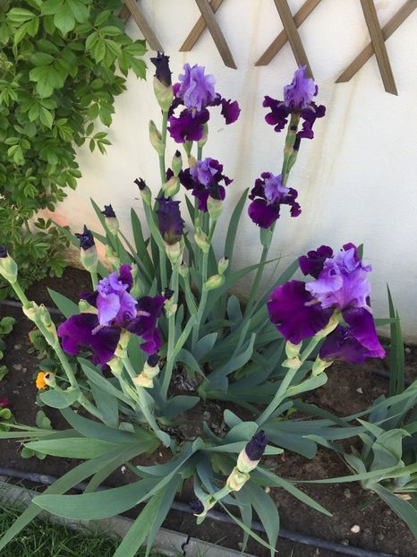 E67E8730-9DCF-4CFB-9CC0-3E8BA7626C85 - GRADINA 2019